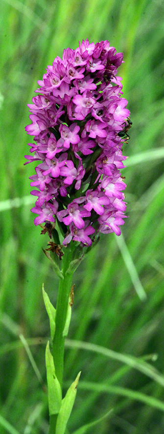 Anacamptis pyramidalis - Pyramiden-Hundswurz